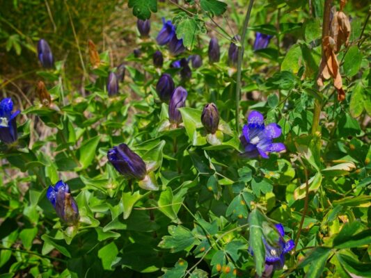 We spot some gentians beside the trail! gentians
