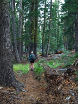 We hike through lots of beautiful forest this morning tahoe rim trail