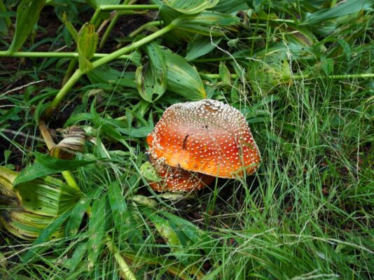 A colorful mushroom in the grass - this area clearly gets plenty of water! tahoe rim trail