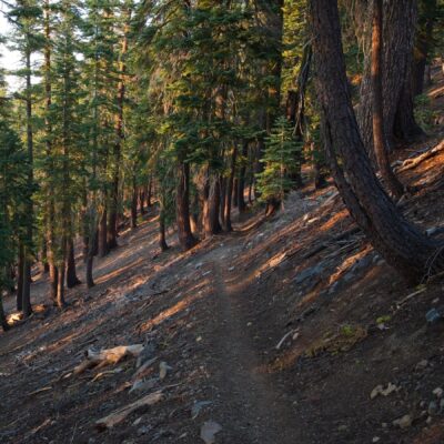 The forest looks really beautiful with the evening light streaming through the trees tahoe rim trail