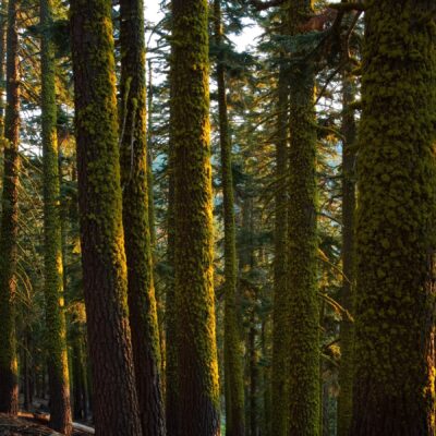 I really love how the lichen looks in the partial light! tahoe rim trail