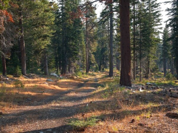 We hike down the forest / logging road tahoe rim trail