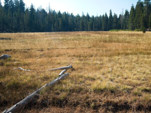 Page Meadows - the smoke is really thick today and makes even nearby trees look hazy tahoe rim trail