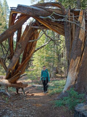 Shannon stairs at the tree-gate to Narnia tahoe rim trail