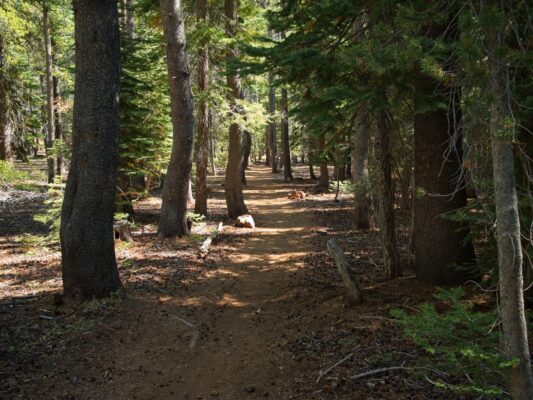 We hike through plenty of trees tahoe rim trail
