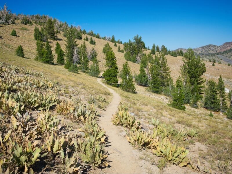 The trail sticks to the ridge tahoe rim trail
