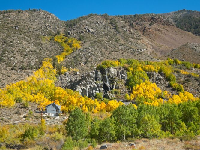 Bright aspens on the road to South Lake south lake autumn