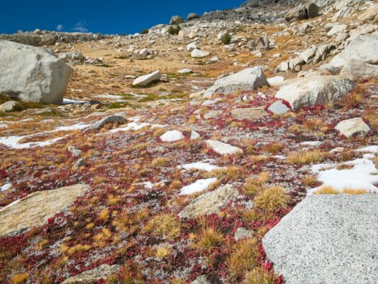 I love the colorful little plants in the meadows dusy basin