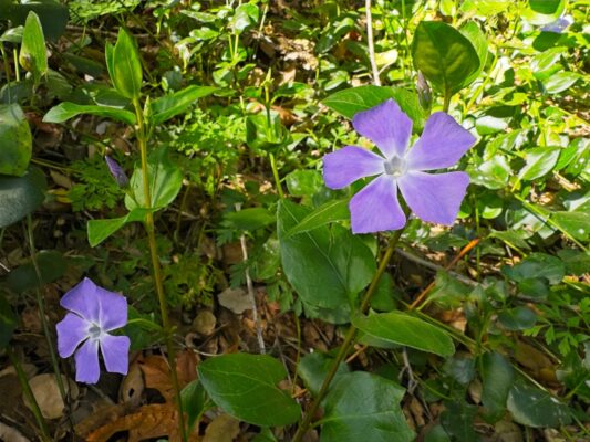 Lesser periwinkle gabrielino trail