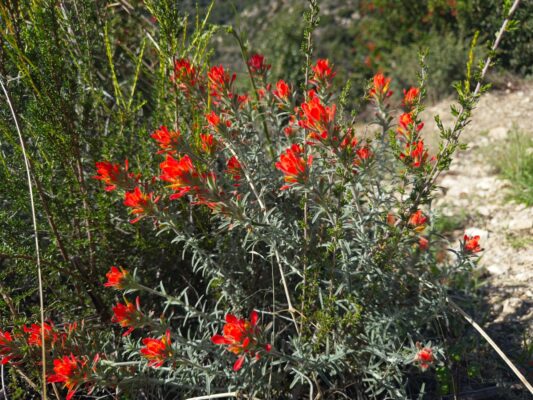Indian paintbrush gabrielino trail