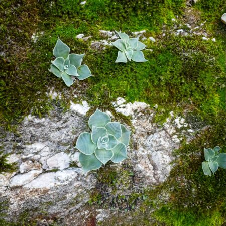 Succulents growing on the granite gabrielino trail