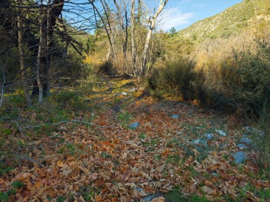 Some more fall colors! gabrielino trail