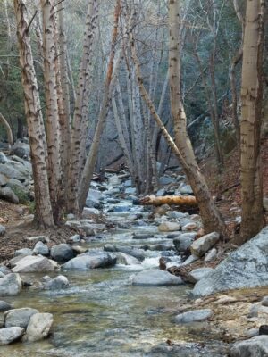 White alder trees line the Arroyo Seco gabrielino trail