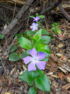 More periwinkle! gabrielino trail