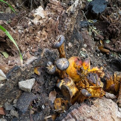 Some curious mushrooms - I'm calling them "Pretzel Bun Mushrooms" gabrielino trail