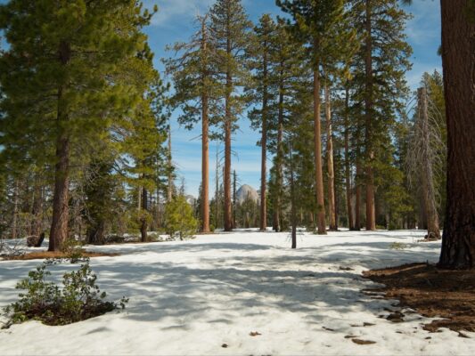 We get a glimpse of Half Dome through the trees ostrander ski hut