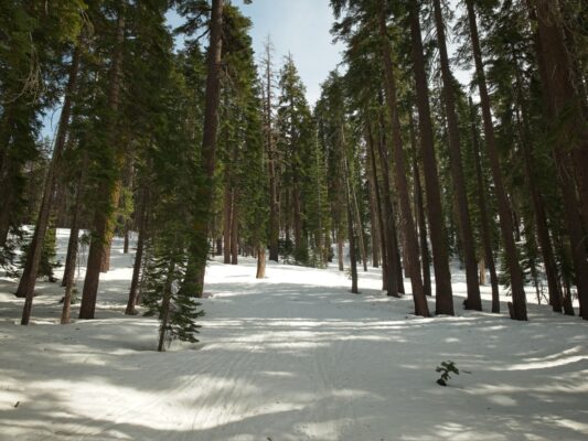 Many skin tracks lead through the forest ostrander ski hut