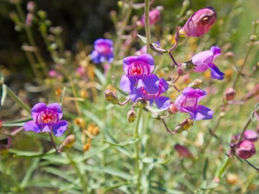 Mojave Beardtongue (penstemon incertus) mojave beardtongue