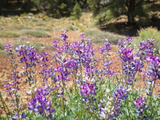 Lupine! lupine