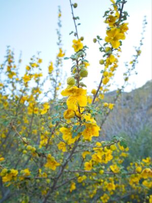 California Flannelbush lines the trail california flannelbush