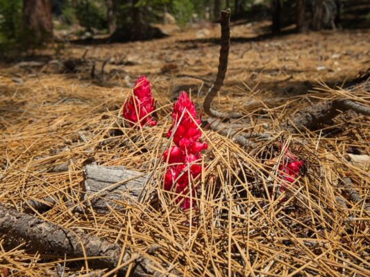 Snow plant stalks emerge from the forest floor snow plant