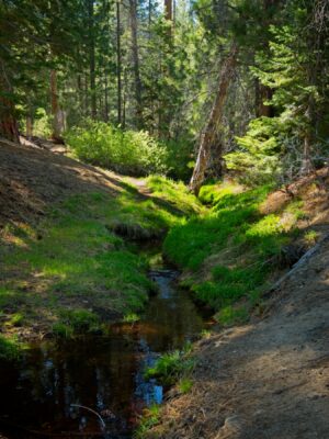 I follow a small creek down toward Manter Meadow domeland wilderness