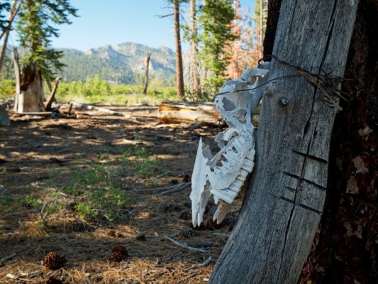Cows have died here domeland wilderness