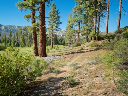 The trail meanders around the meadow domeland wilderness