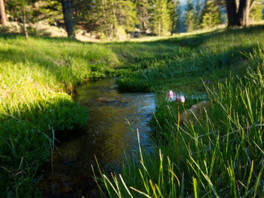 A few shooting stars growing beside the creek domeland wilderness
