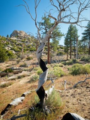 Definitely the wildest burned tree I've ever seen! domeland wilderness