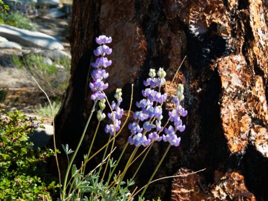 There's a ton of lupine growing just below Rockhouse Peak domeland wilderness