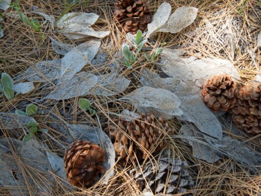 These "ghost leaves" are surreal! domeland wilderness